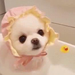 宠爱宠物生活馆(群力第七大道店):哈尔滨市道里区群力地区附近