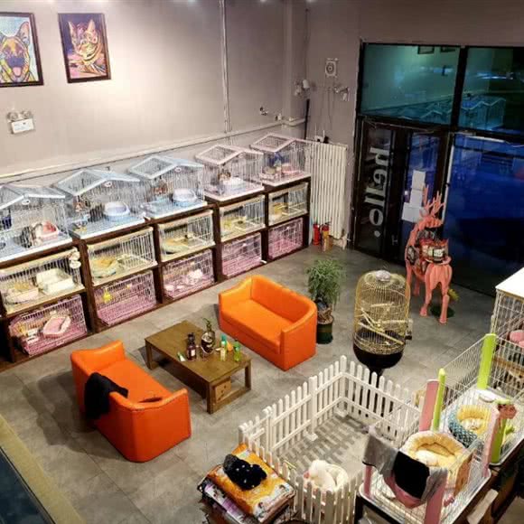 李志杨の宠物店名犬·名猫:哈尔滨市道里区群力地区附近