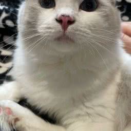 小白的猫咖自拍馆:哈尔滨市道里区群力地区附近