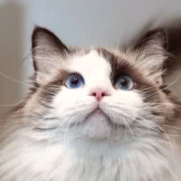 友加猫舍:北京城区丰台区草桥/公益西桥附近