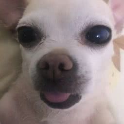 福爱宠物医院(群力店):哈尔滨市道里区群力地区附近