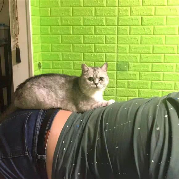 小宠屋家庭式寄养:哈尔滨市南岗区开发区附近