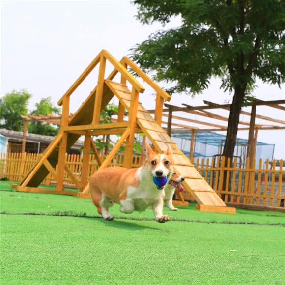 爱因斯萌宠物乐园:北京城区丰台区云岗附近