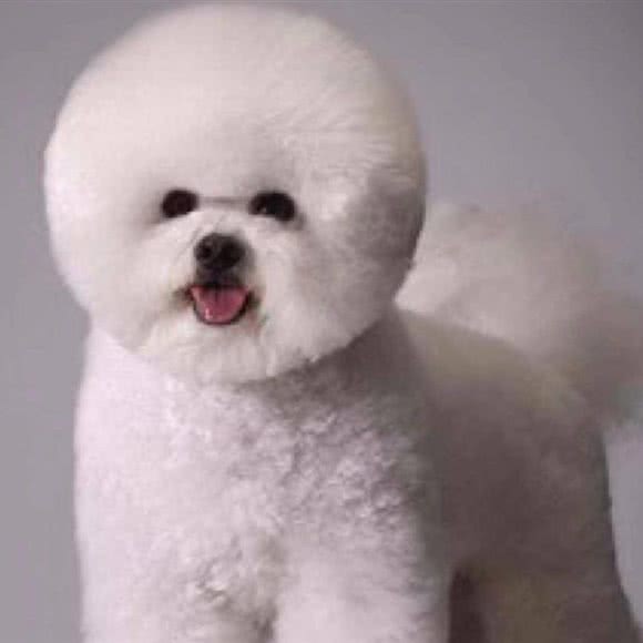 婕妤宠物狗美容SPA会馆:哈尔滨市南岗区船舶/军工院附近