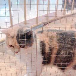 一朵宠物:哈尔滨市南岗区哈西大街附近