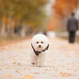钟百合宠物店:哈尔滨市南岗区哈西大街附近