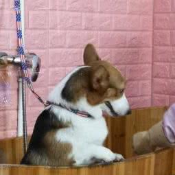 诺比宠物店:哈尔滨市南岗区哈西大街附近