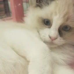 萌宠乐园:哈尔滨市南岗区哈西大街附近