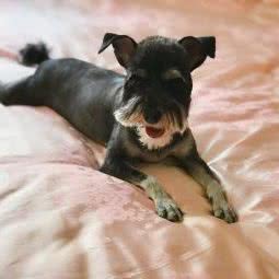 宠瑞宠物会馆:哈尔滨市南岗区国际会展中心附近