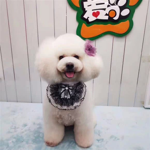 爱尚宠物美容:哈尔滨市南岗区国际会展中心附近