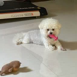 老狼宠物托运:哈尔滨市南岗区和兴路沿线附近