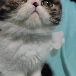 博烨宠物生活馆:北京城区丰台区云岗附近