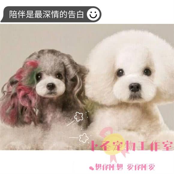 小圣宠物:哈尔滨市南岗区王岗附近