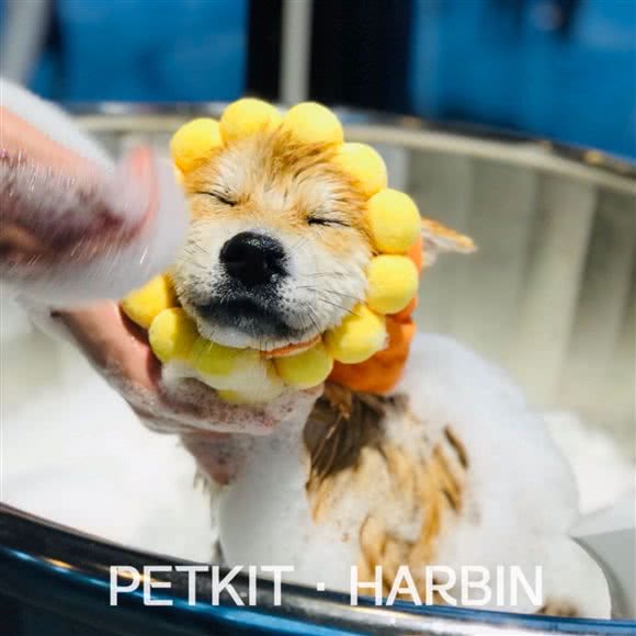 PETKIT小佩宠物(哈尔滨大街店):哈尔滨市南岗区哈西宜家家居附近