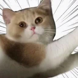 BoBo宠物:哈尔滨市南岗区哈尔滨西站附近