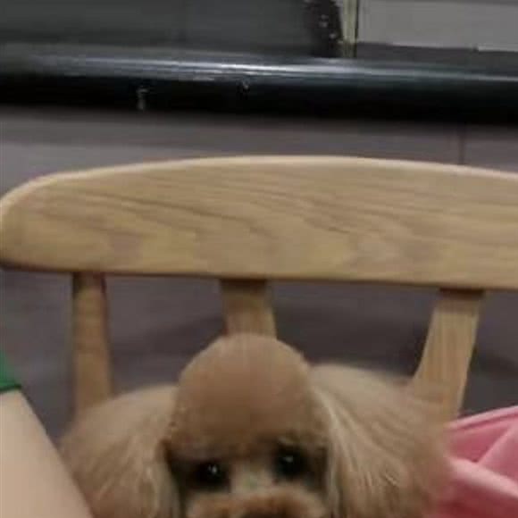 辰楚熙宠物:哈尔滨市南岗区秋林果戈里附近