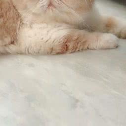 小菠萝猫舍:哈尔滨市道外区靖宇街沿线/阿拉伯广场附近