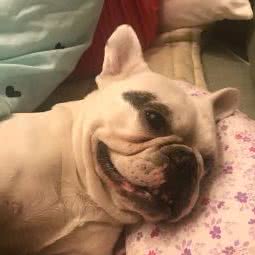 康顺宠物门诊:哈尔滨市道外区南直路/宏伟路附近