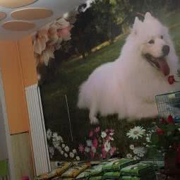 喵旺狗狗:哈尔滨市道外区太平桥/百盛购物中心附近