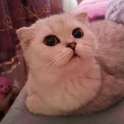 萌宠小筑(红旗·Mall店):哈尔滨市平房区新疆大街/平房经开区附近