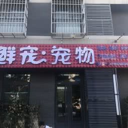 鲜宠宠物店:北京城区丰台区卢沟桥附近