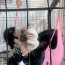 尚宠宠物生活馆:哈尔滨市松北区世茂大道附近