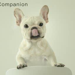 宠伴摄影:北京城区丰台区卢沟桥附近