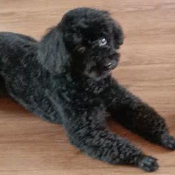 爱特宠物:哈尔滨市松北区中源大道附近