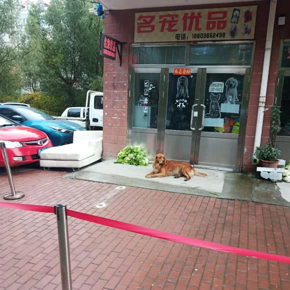 名宠优品:哈尔滨市松北区中源大道附近