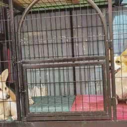 仙妮宠屋:哈尔滨市松北区中源大道附近