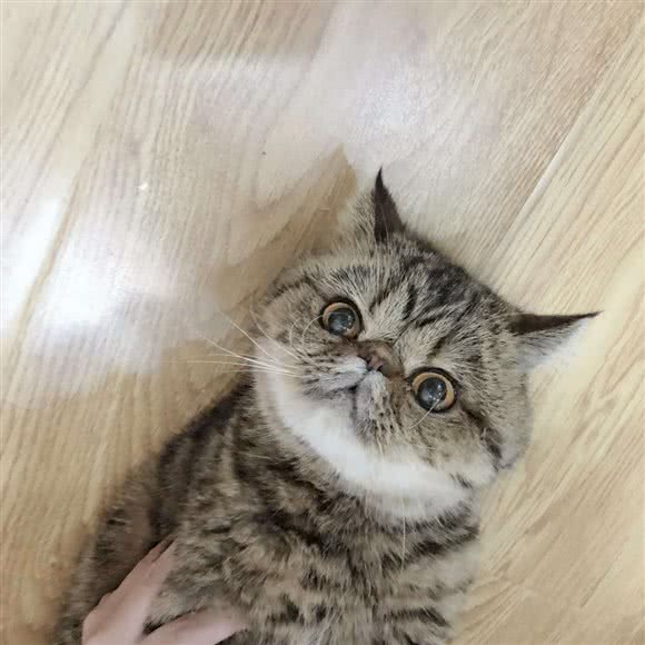 圣宠宠物店(恒大绿洲店):哈尔滨市松北区中源大道附近