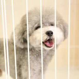 铭一宠物空间:哈尔滨市香坊区安埠街附近