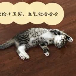 誉宠宠物生活馆:哈尔滨市香坊区安埠街附近