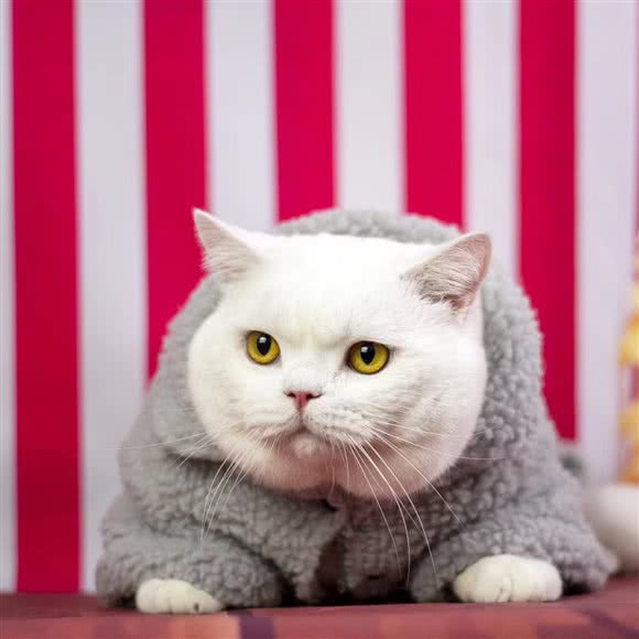 灼灼宠物生活馆(松海路店):哈尔滨市香坊区三大动力/三合路附近