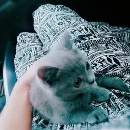 有家宠物店(进乡街店):哈尔滨市香坊区三大动力/三合路附近