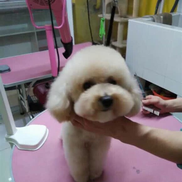 艺凝宠物美容生活馆:哈尔滨市香坊区三大动力/三合路附近