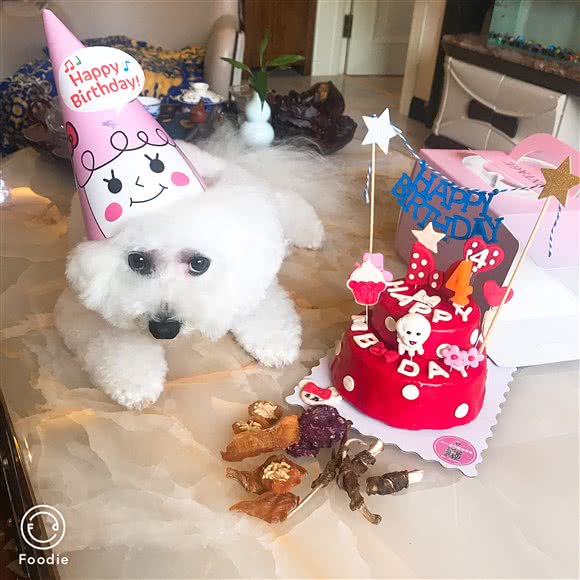 Dear宠物蛋糕零食店:哈尔滨市香坊区三大动力/三合路附近