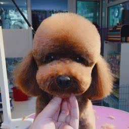 萌艺宠物馆:哈尔滨市香坊区木材街/东北农业大学附近