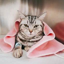 宇明宠物诊所:哈尔滨市香坊区菜艺街/珠江路附近