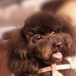 喵汪宠物(和义西里店):北京城区丰台区大红门附近