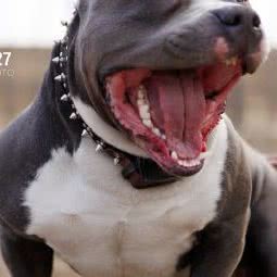 A27宠物狗摄影工作室:哈尔滨市呼兰区学院路附近