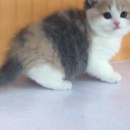 宠物家(角门东店):北京城区丰台区大红门附近