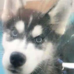 麦兜宠屋:哈尔滨市呼兰区学院路附近