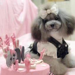 LIKEPET莱克派特宠物蛋糕(烘焙总店):哈尔滨市呼兰区学院路附近