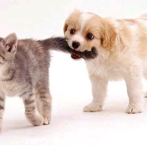 无私宠物医院:北京城区丰台区大红门附近