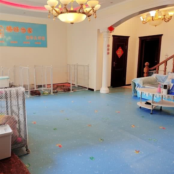 橘妹当家宠物生活馆:哈尔滨市呼兰区南京路附近