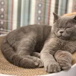 宝丽康健动物诊所:北京城区丰台区大红门附近