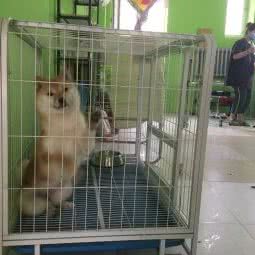 我和它宠物店:哈尔滨市阿城区阿城区附近