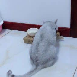 王允海小动物医院(阿城店):哈尔滨市阿城区阿城区附近