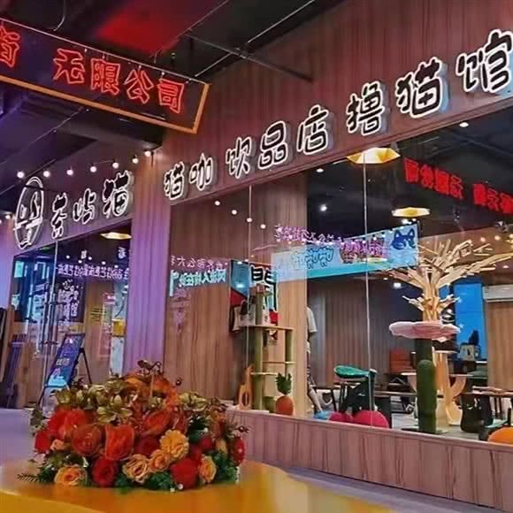 茶屿猫猫咖:齐齐哈尔市龙沙区百货大楼附近